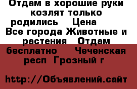 Отдам в хорошие руки козлят.только родились. › Цена ­ 20 - Все города Животные и растения » Отдам бесплатно   . Чеченская респ.,Грозный г.